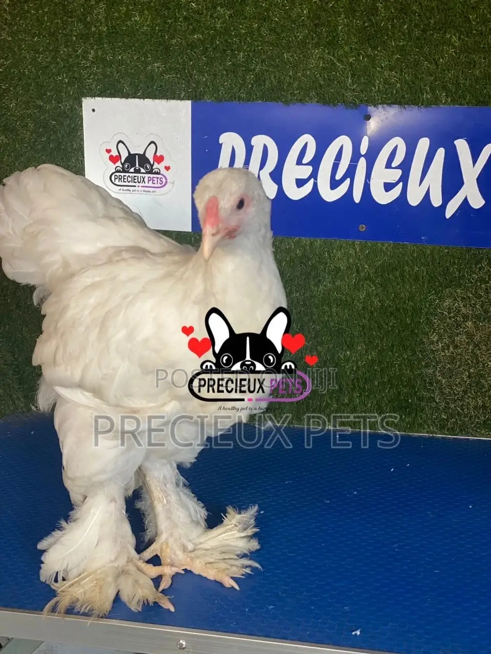 10 Weeks Old Brahmas Chicken