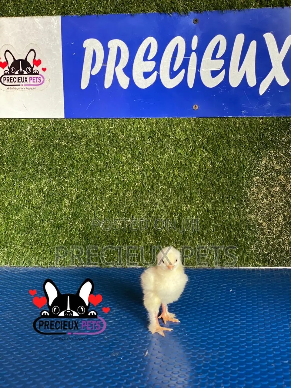 2-8 Days Old Brahma Chicks