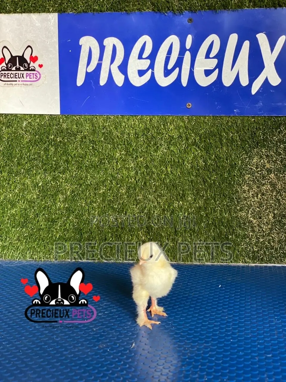 2-8 Days Old Brahma Chicks