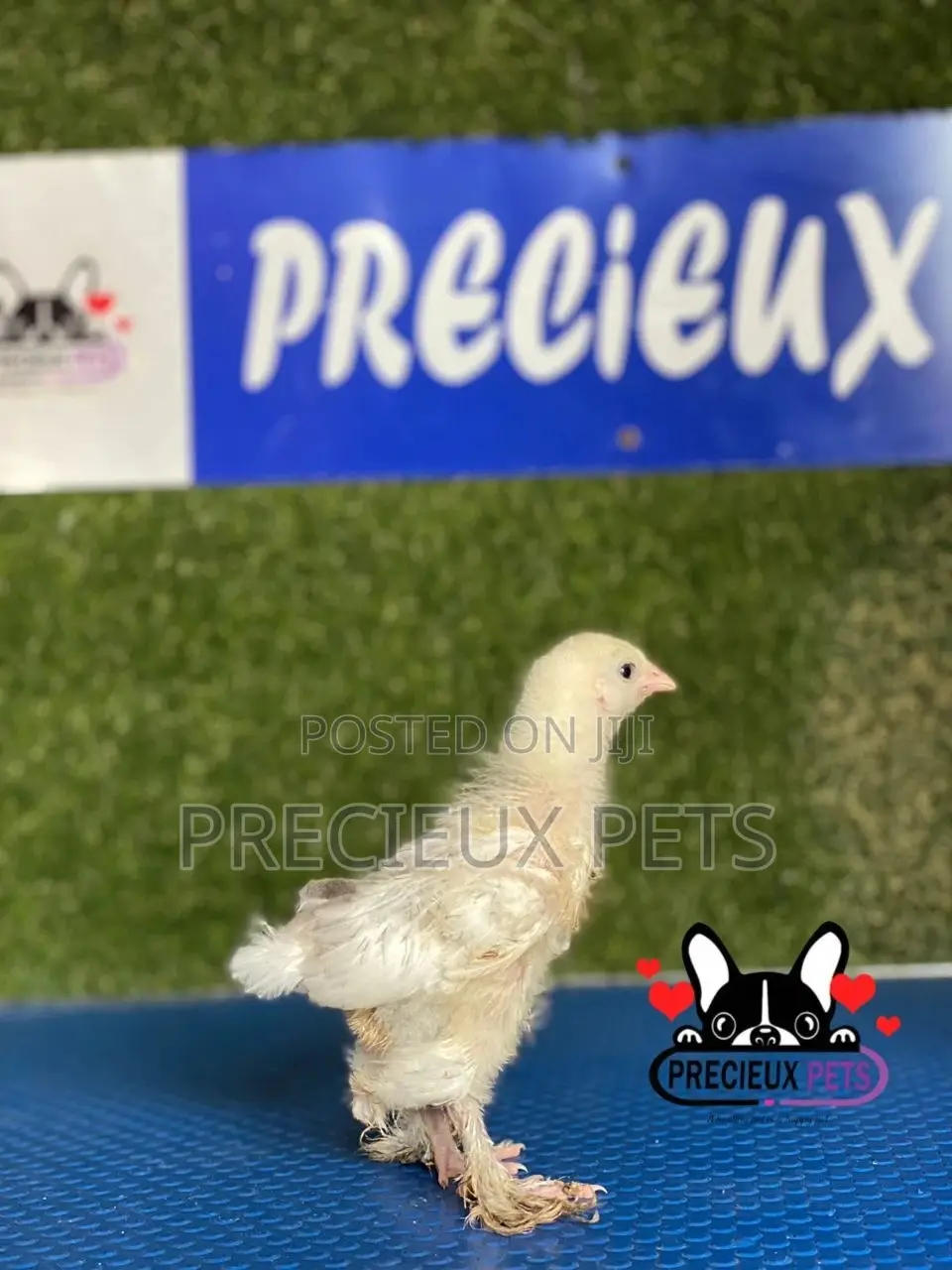 1 Week Old Brahmas Chicks