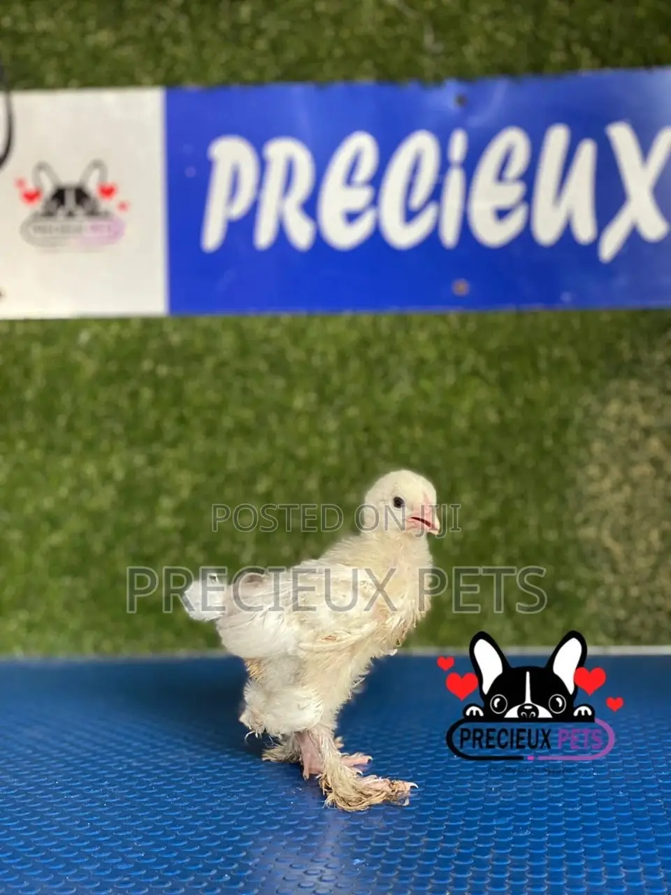 1 Week Old Brahmas Chicks