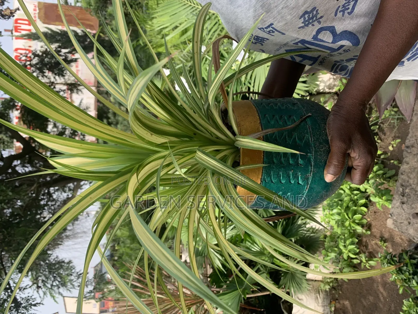 Spider Plant in Pot for Sale
