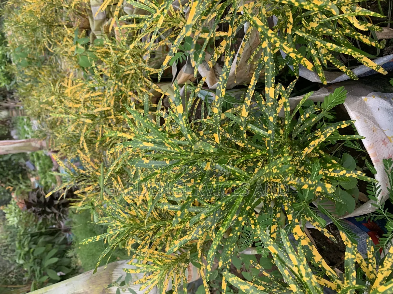 Croton for Sale