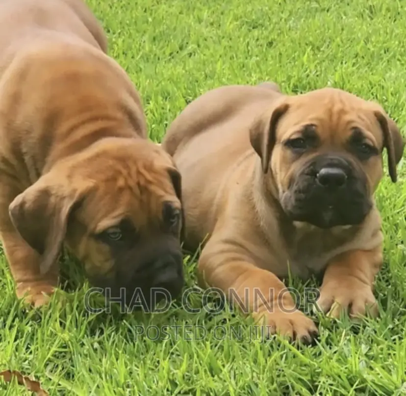 1-3 months Female Purebred Boerboel