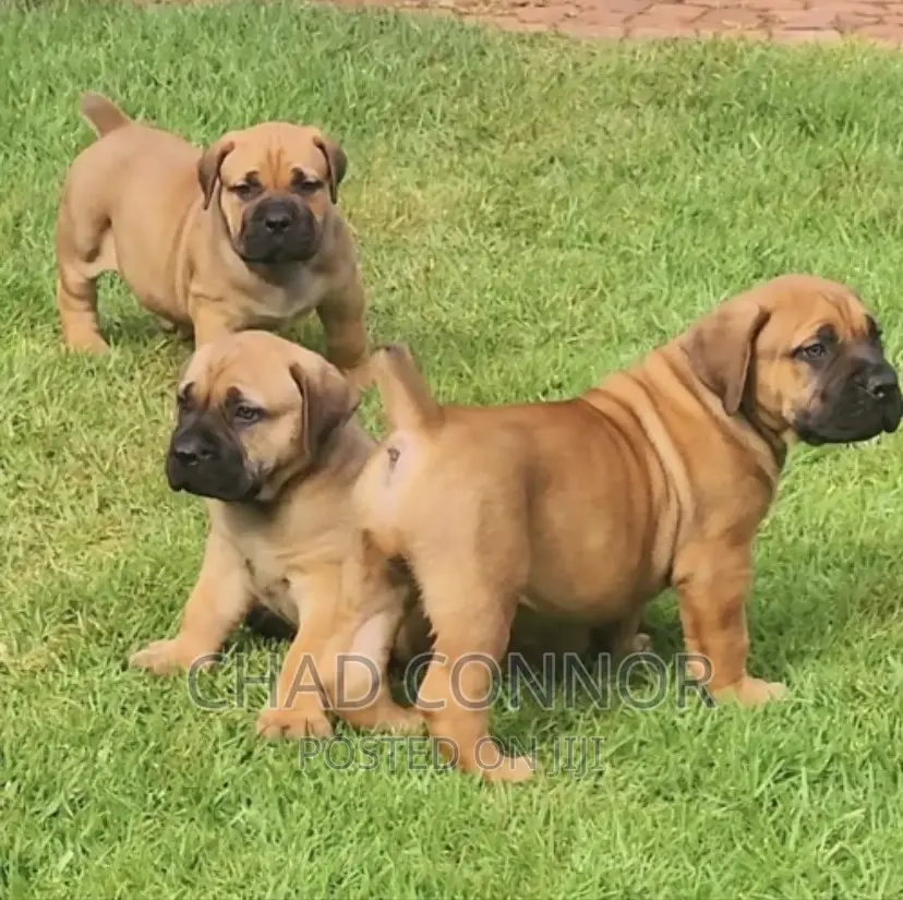 1-3 months Female Purebred Boerboel
