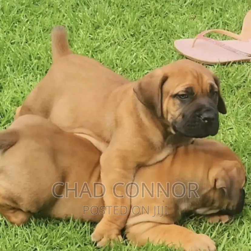 1-3 months Female Purebred Boerboel