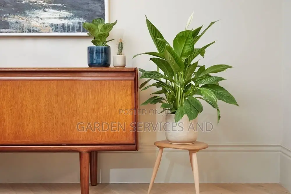 Peace Lily for Sale