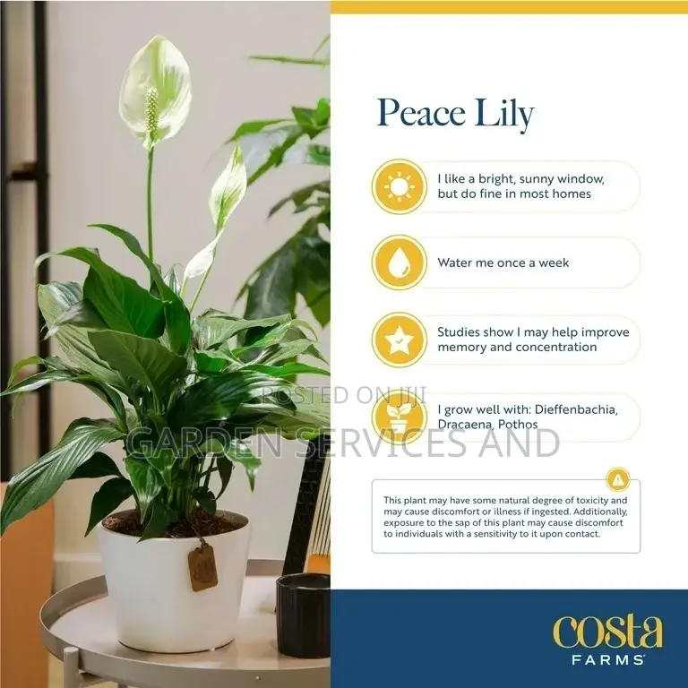 Peace Lily for Sale