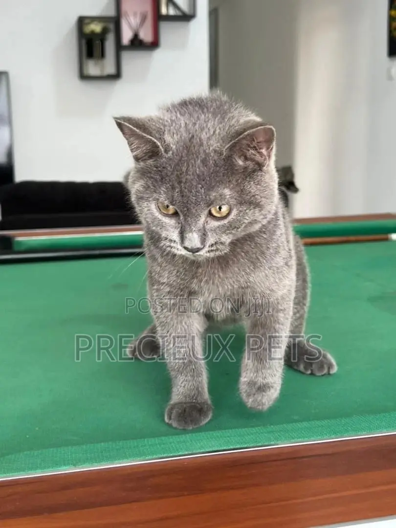 1-3 months Male Purebred British Shorthair