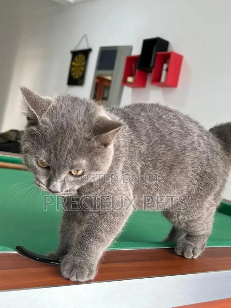 1-3 months Male Purebred British Shorthair
