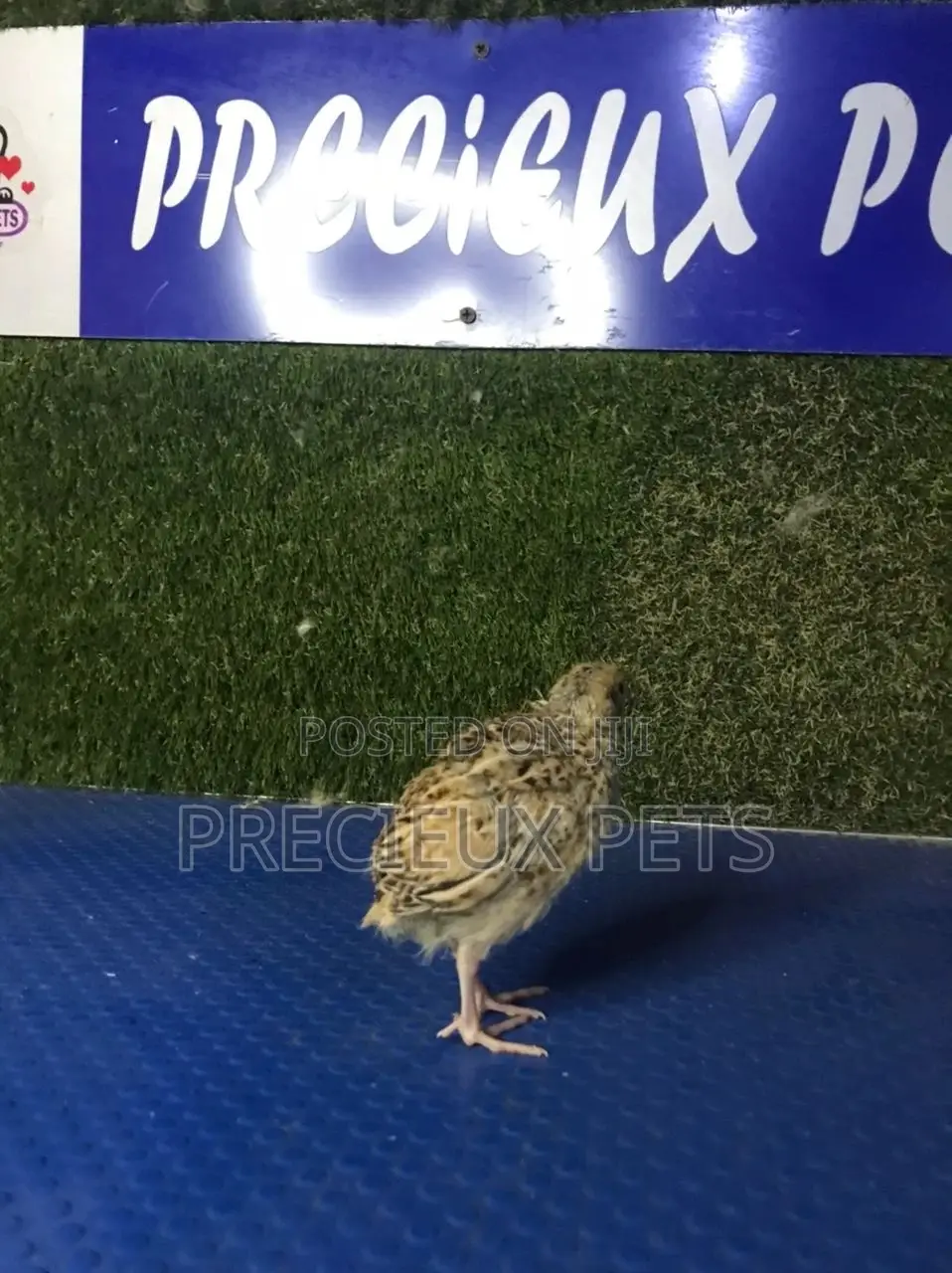 2 Weeks Old Quail Chicks