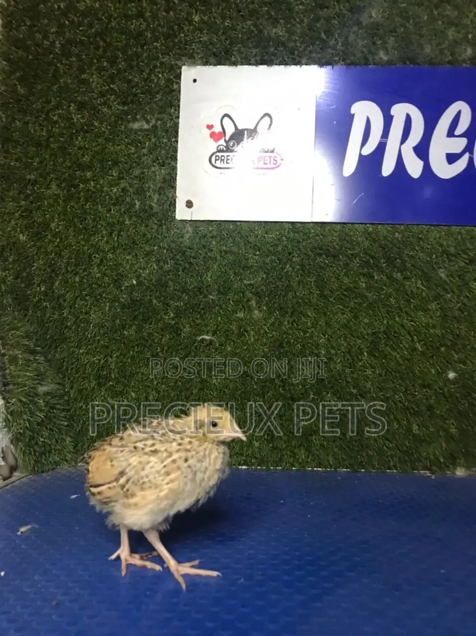 2 Weeks Old Quail Chicks