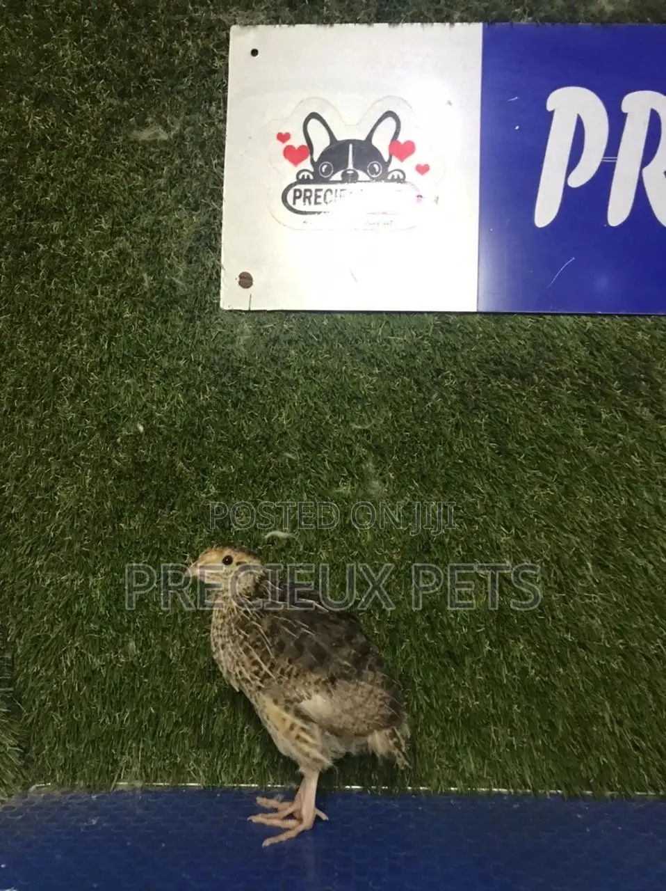 2 Weeks Old Quail Chicks