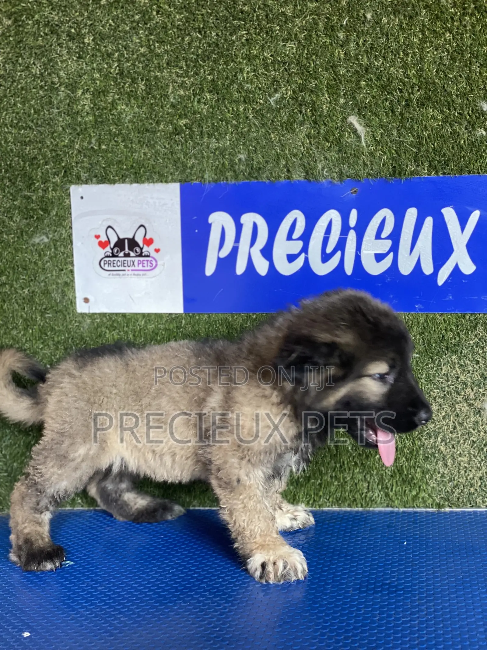 1-3 months Female Purebred Caucasian Shepherd