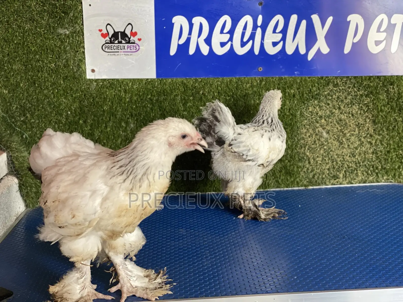 6 Weeks Plus Brahmas Chickens
