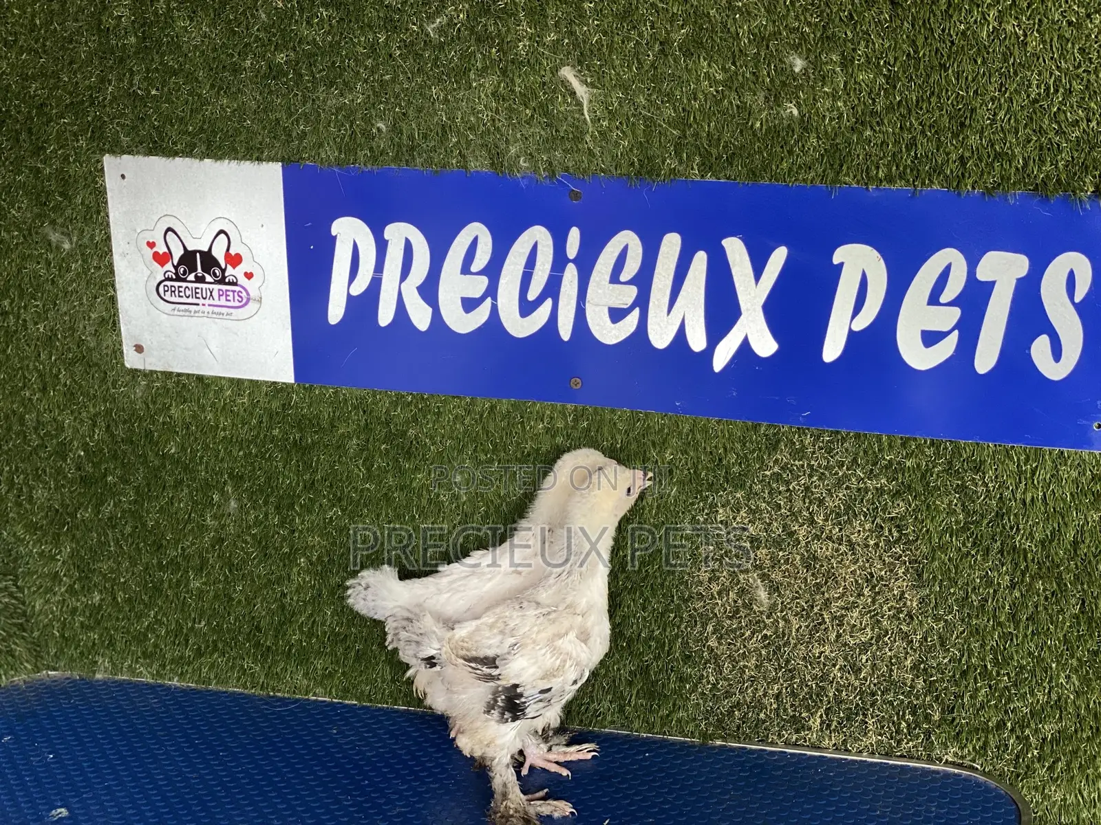 6 Weeks Plus Brahmas Chickens