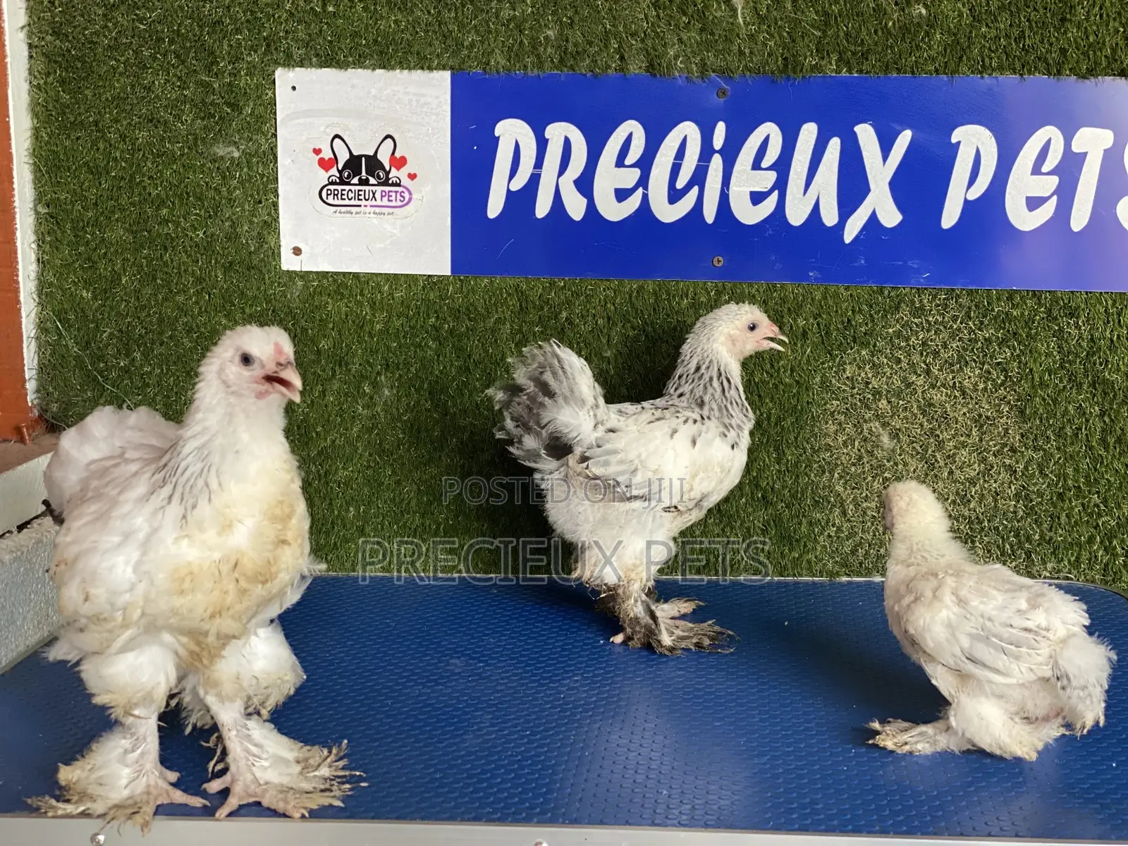 6 Weeks Plus Brahmas Chickens