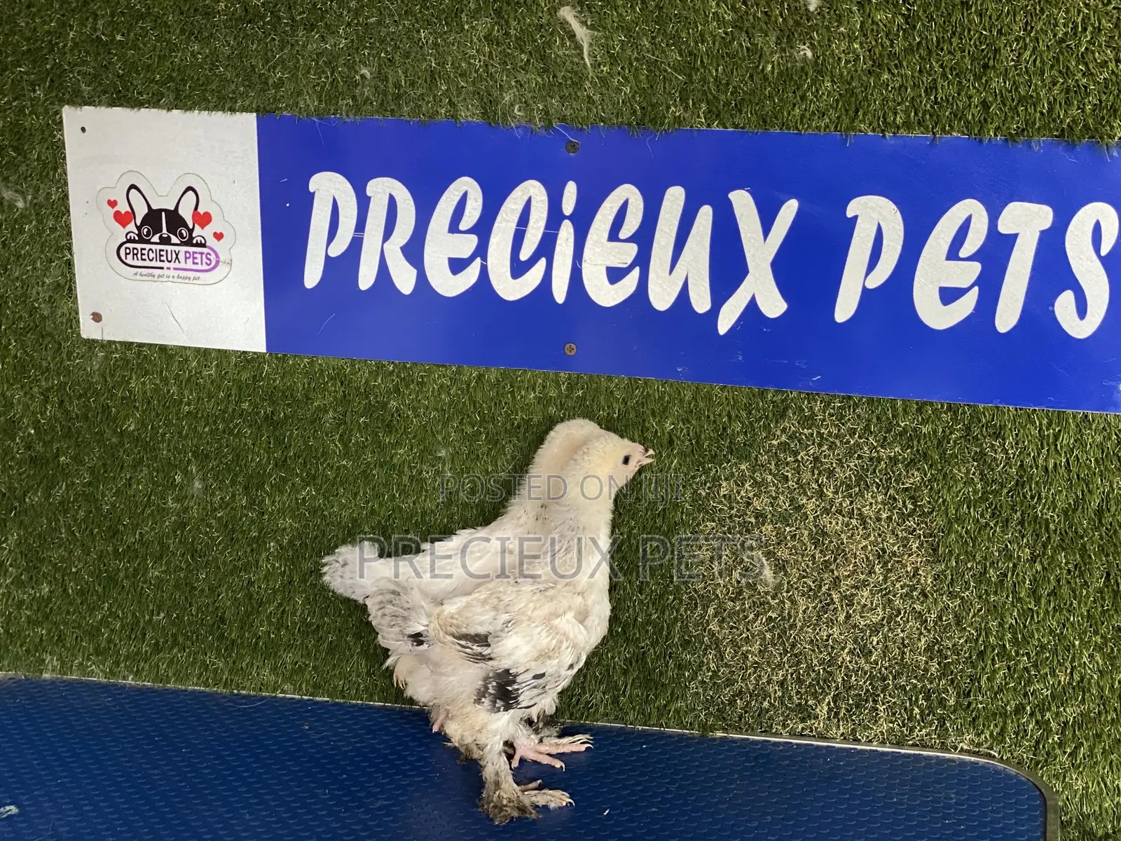 6 Weeks Plus Brahmas Chickens
