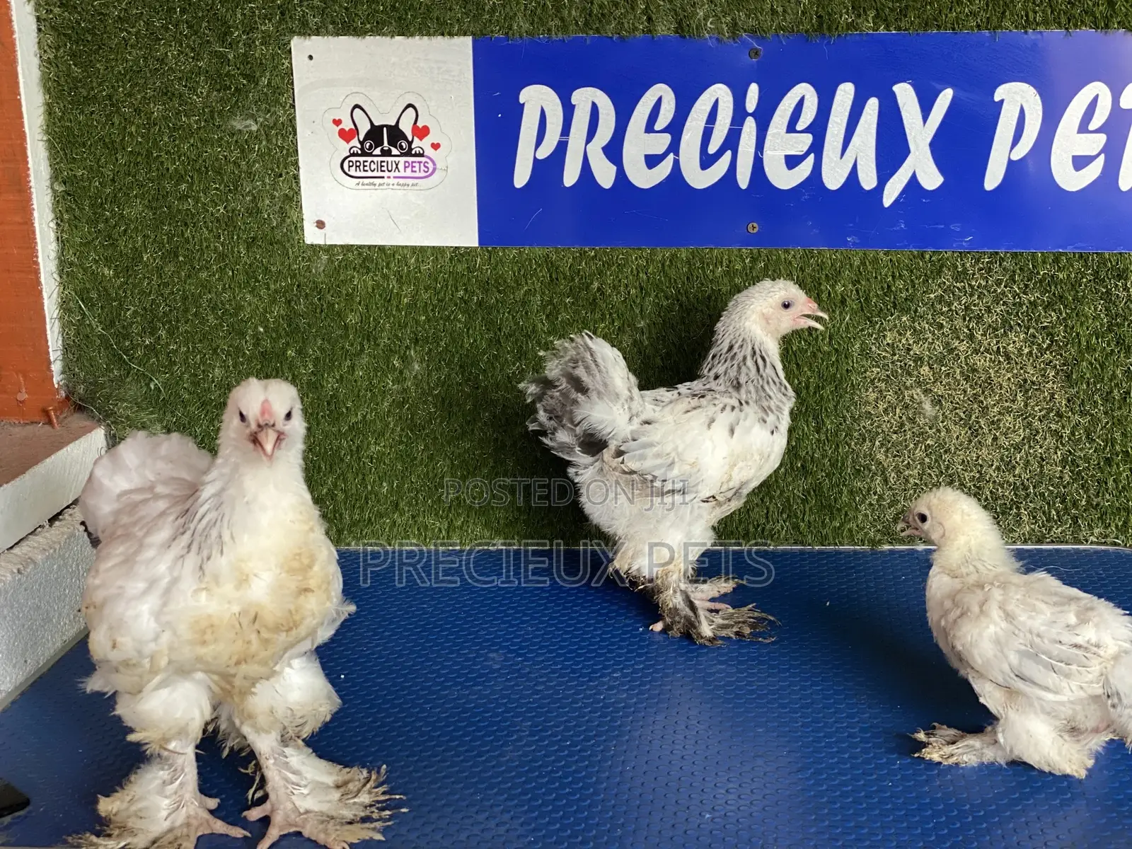 10 Weeks Plus Brahmas Chickens
