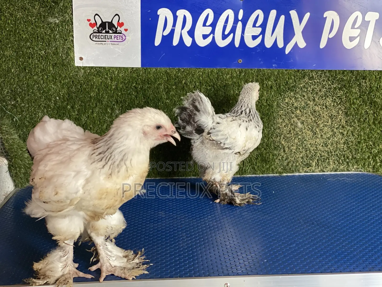 10 Weeks Plus Brahmas Chickens