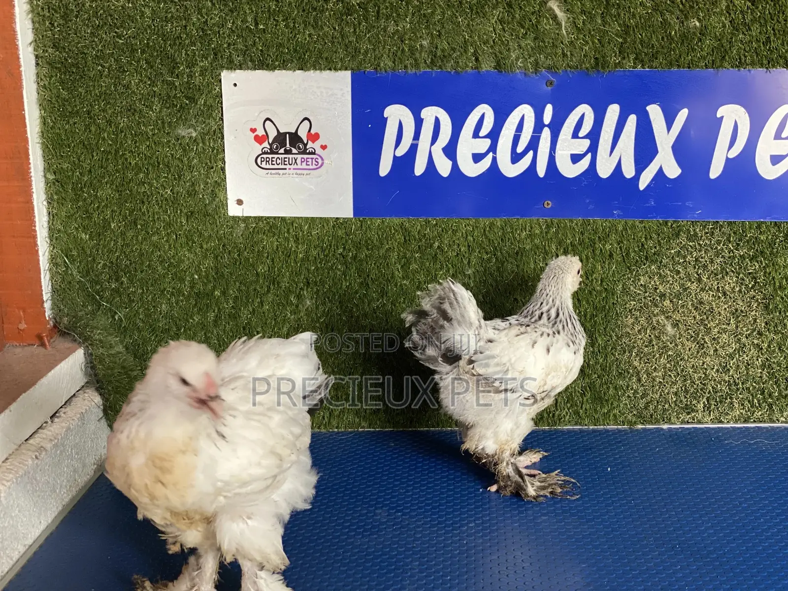 10 Weeks Plus Brahmas Chickens