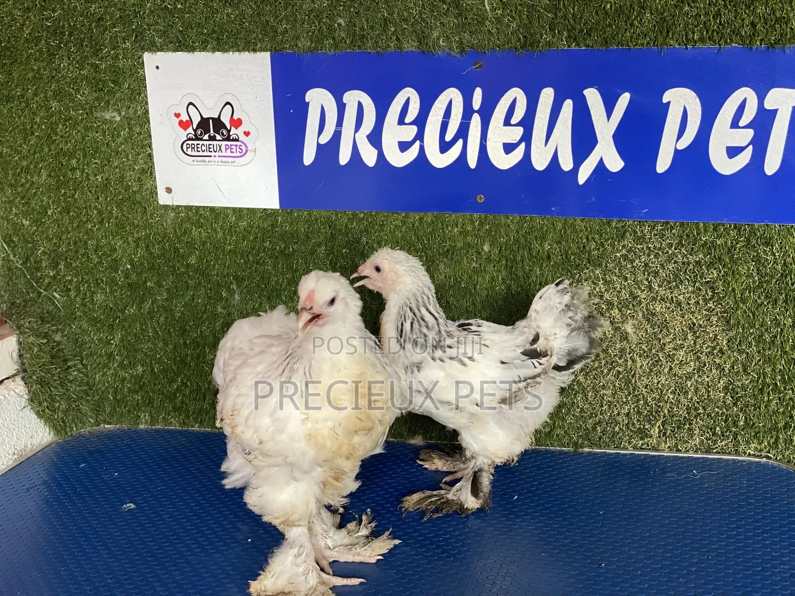10 Weeks Plus Brahmas Chickens