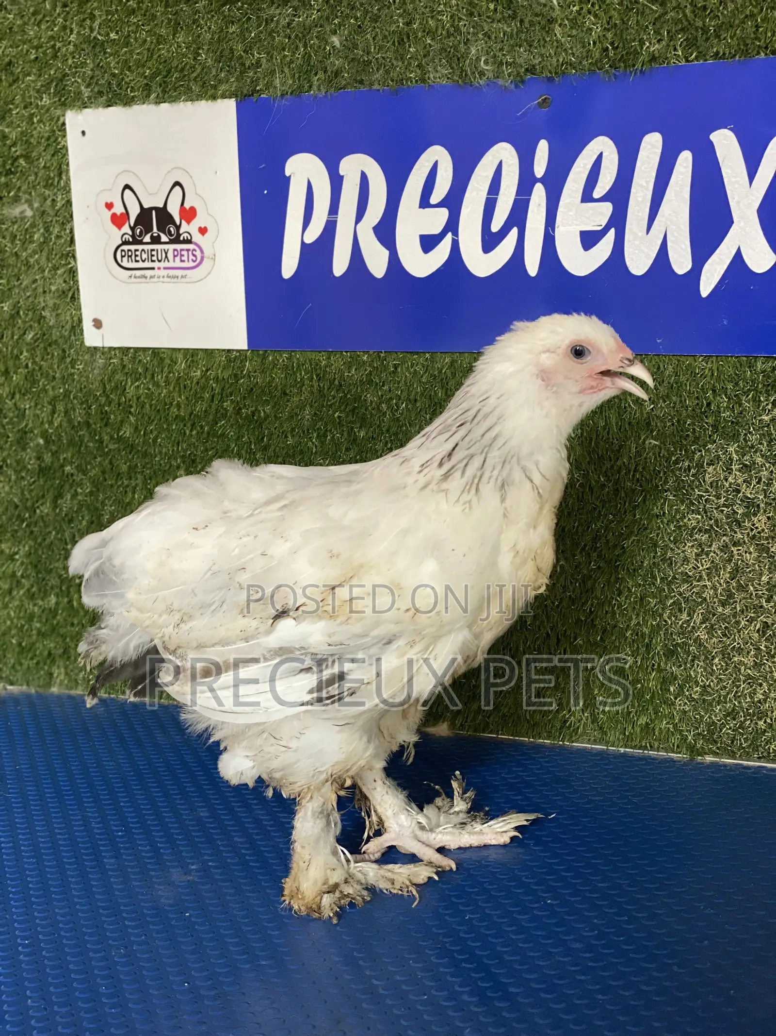 8 Weeks Plus Brahmas Chicken