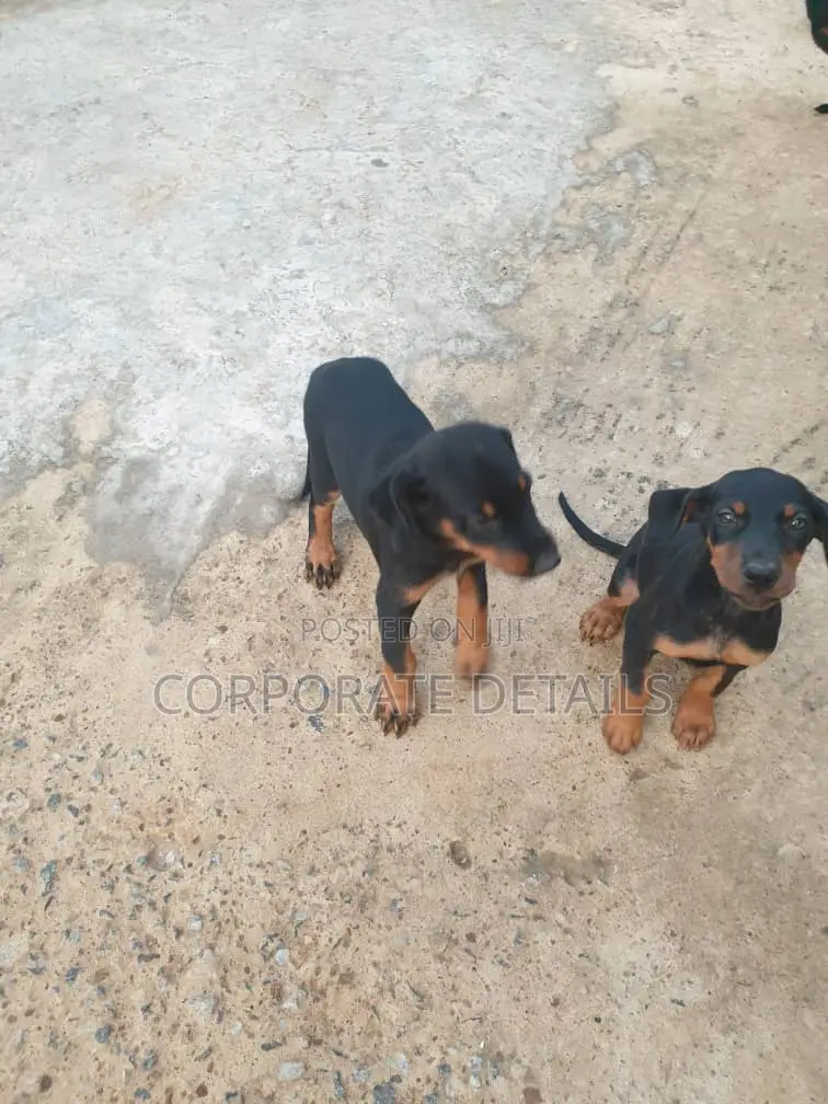 1-3 months Male Purebred Doberman Pinscher