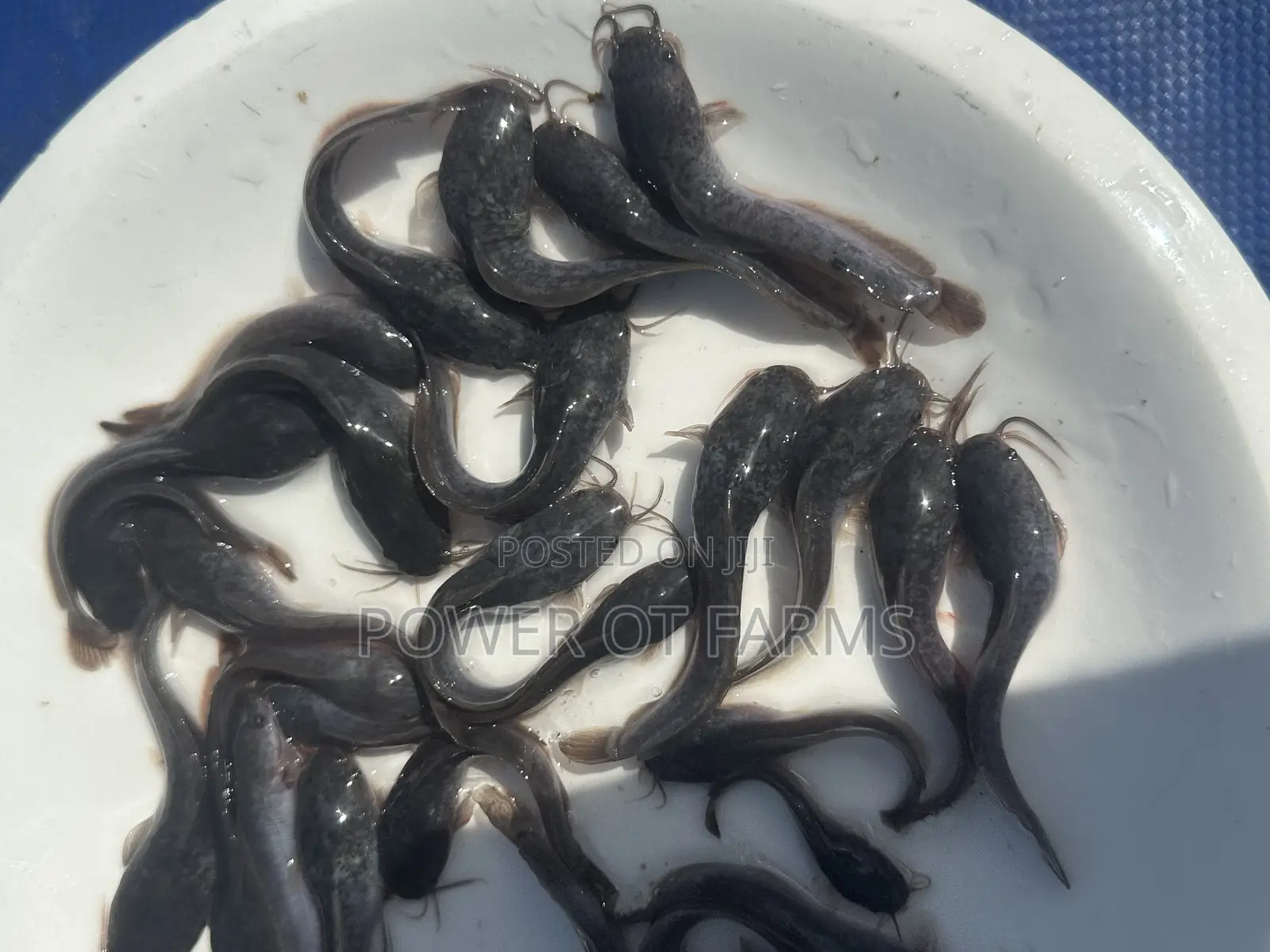 Juveniles Catfish
