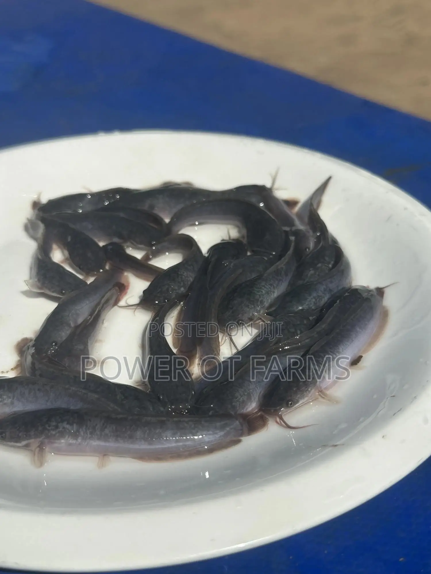Juveniles Catfish