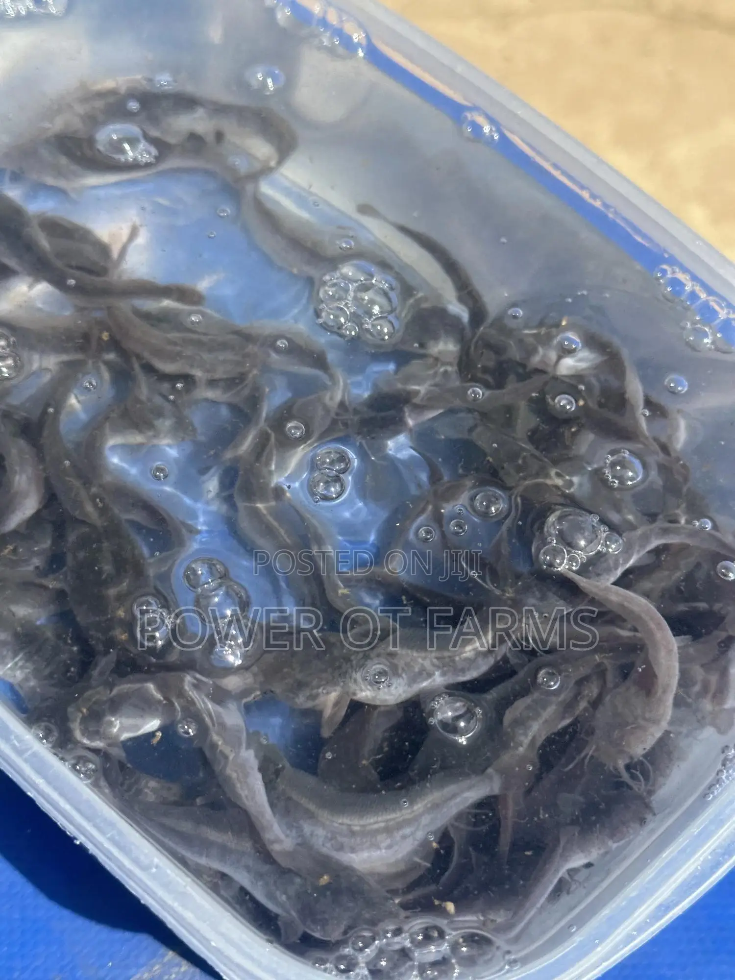 Juveniles Catfish