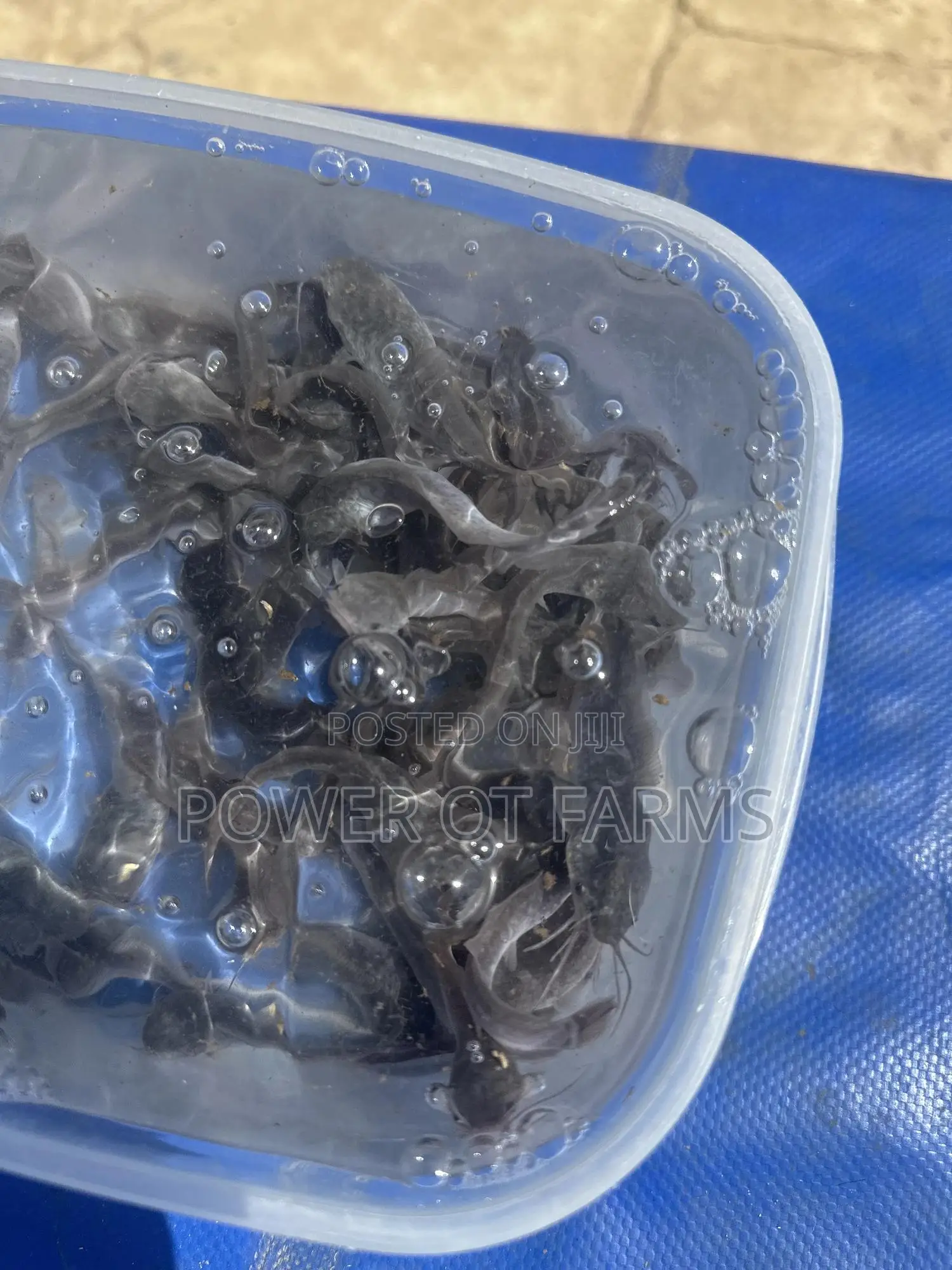 Juveniles Catfish