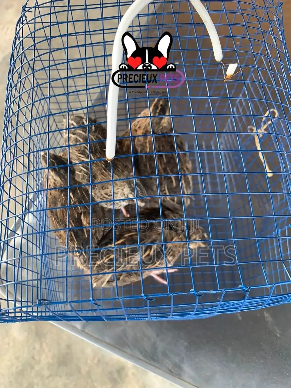 2 Pairs of Adult Quails Birds