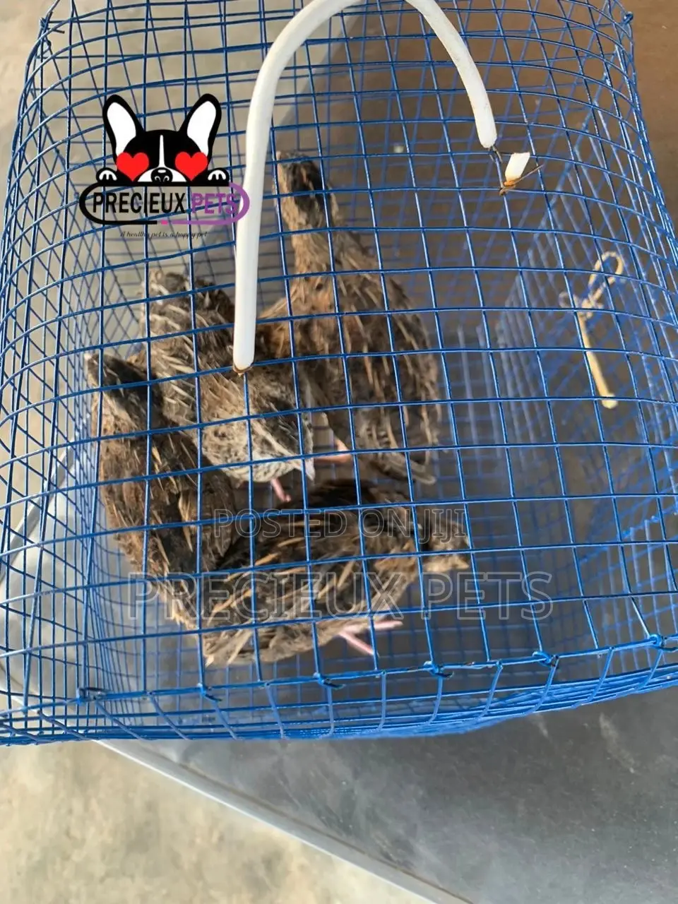 2 Pairs of Adult Quails Birds