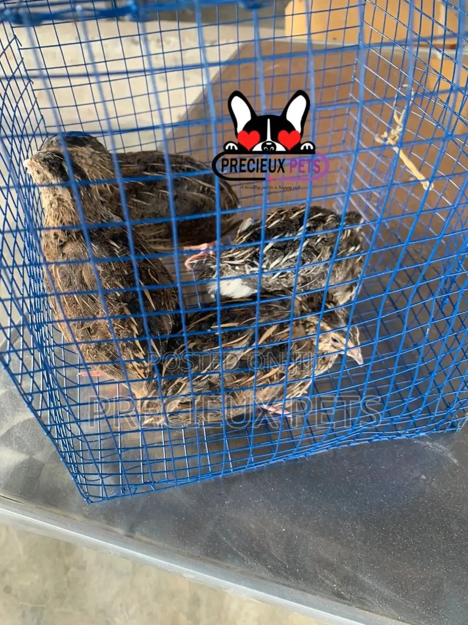 2 Pairs of Adult Quails Birds