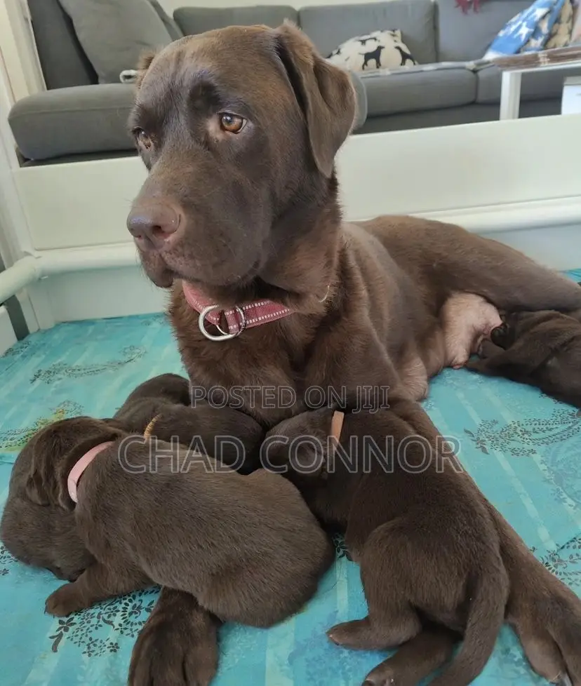 1-3 months Male Purebred Labrador Retriever