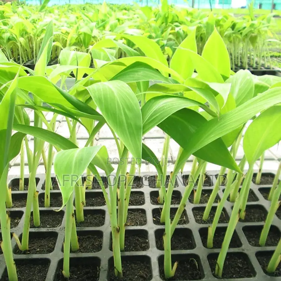 Nursery Tray