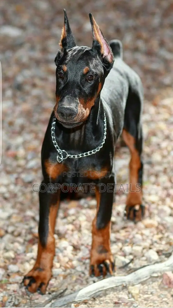 1-3 months Male Purebred Doberman Pinscher