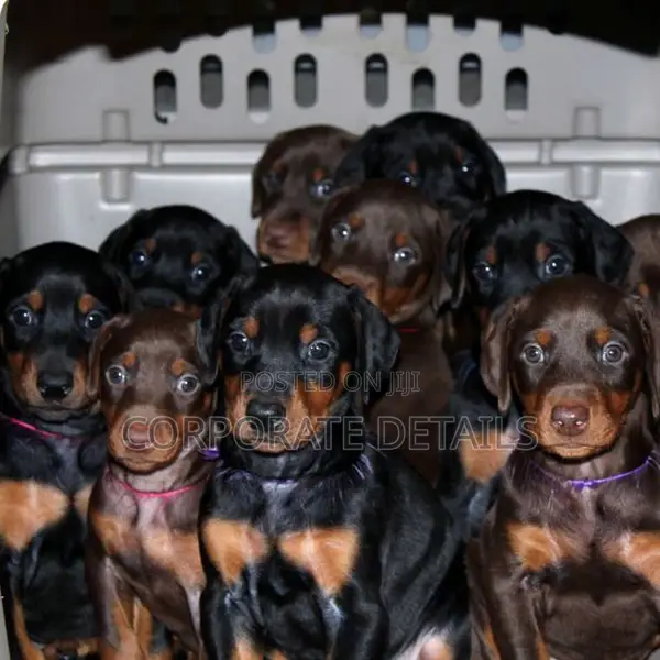 1-3 months Male Purebred Doberman Pinscher