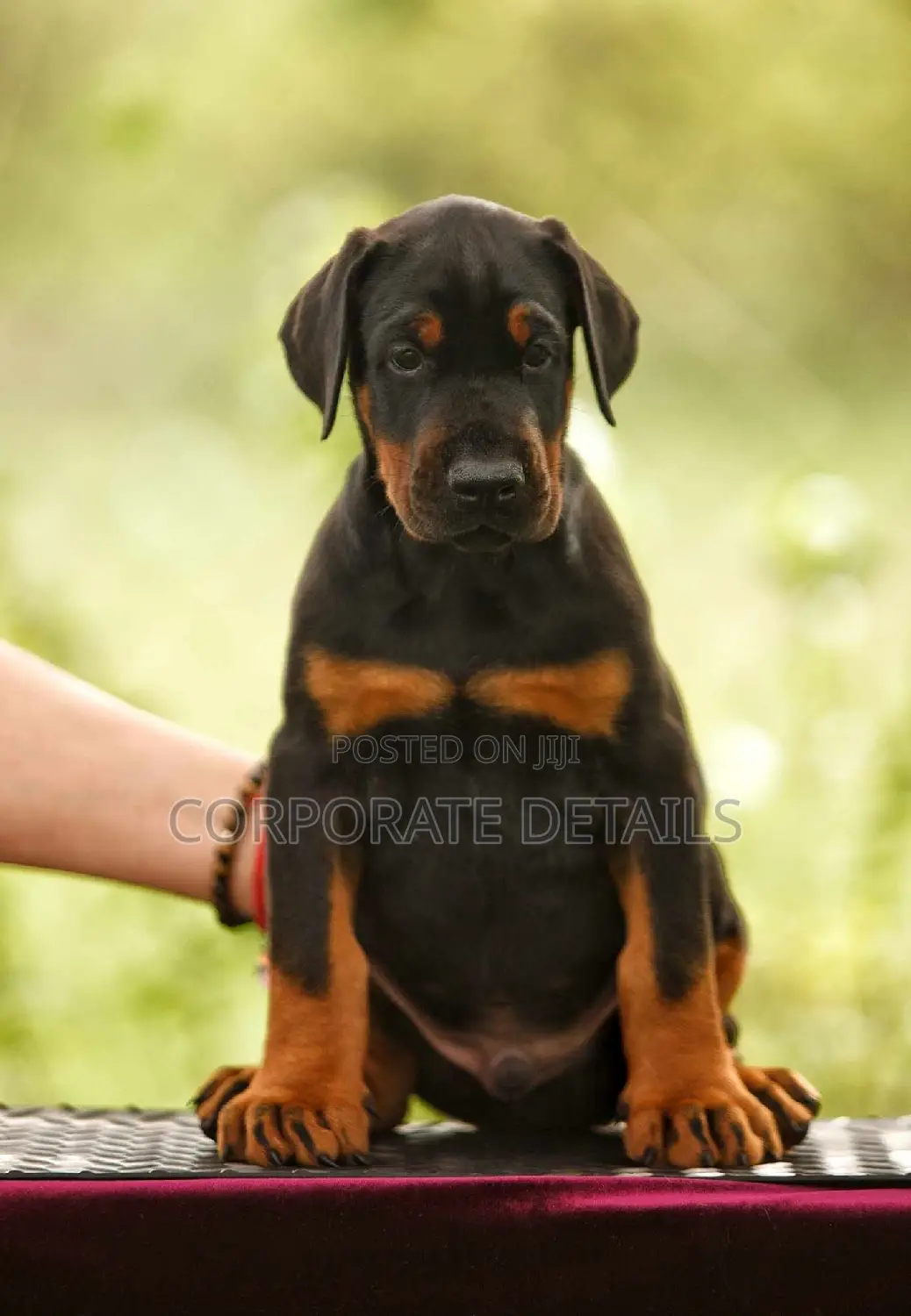 1-3 months Male Purebred Doberman Pinscher