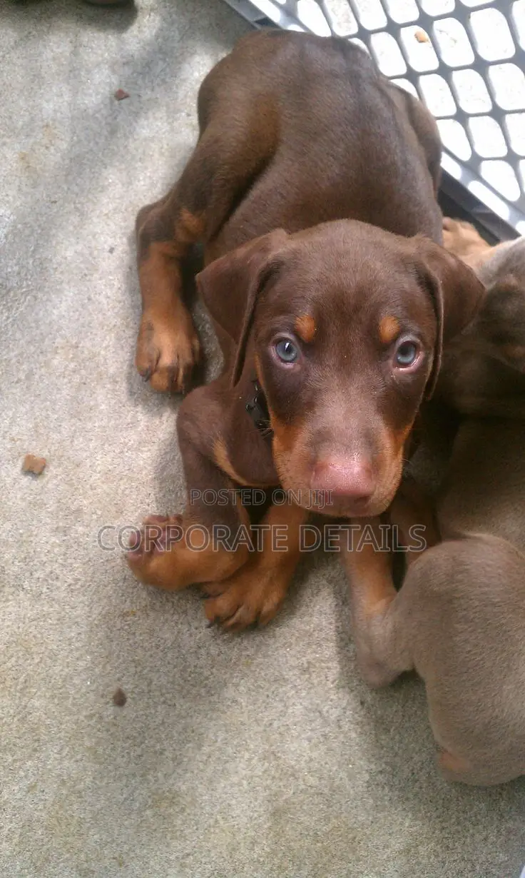1-3 months Male Purebred Doberman Pinscher