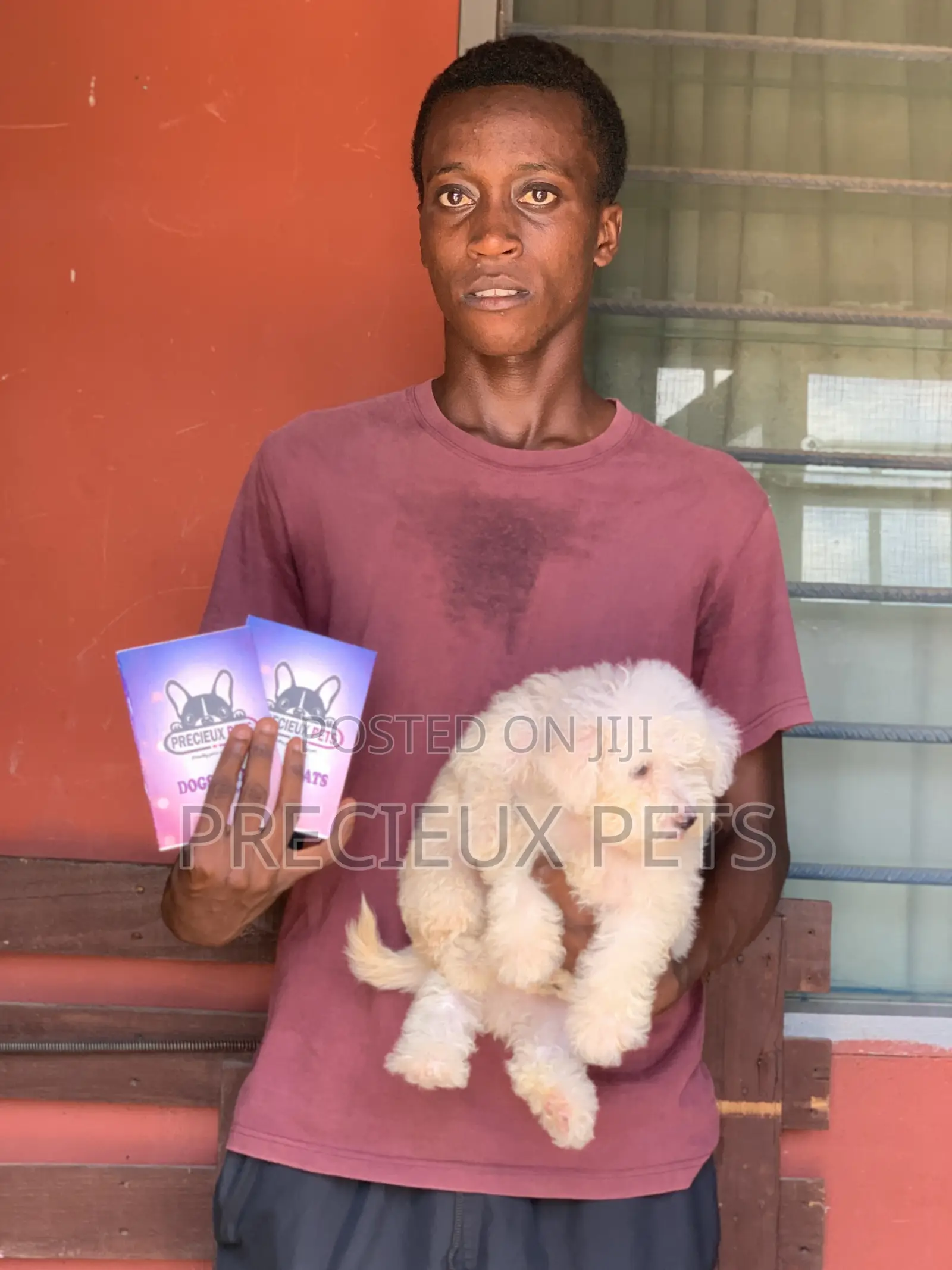 1-3 months Male Purebred Poodle
