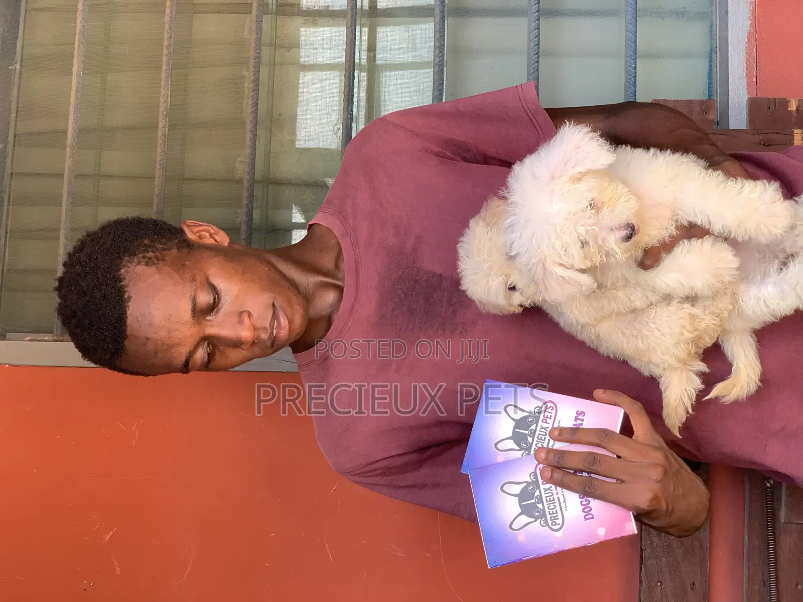 1-3 months Male Purebred Poodle