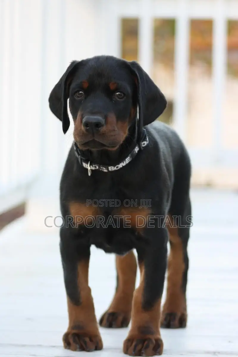 1-3 months Male Purebred Doberman Pinscher