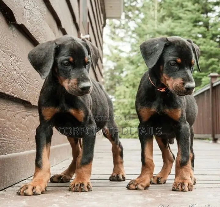1-3 months Male Purebred Doberman Pinscher