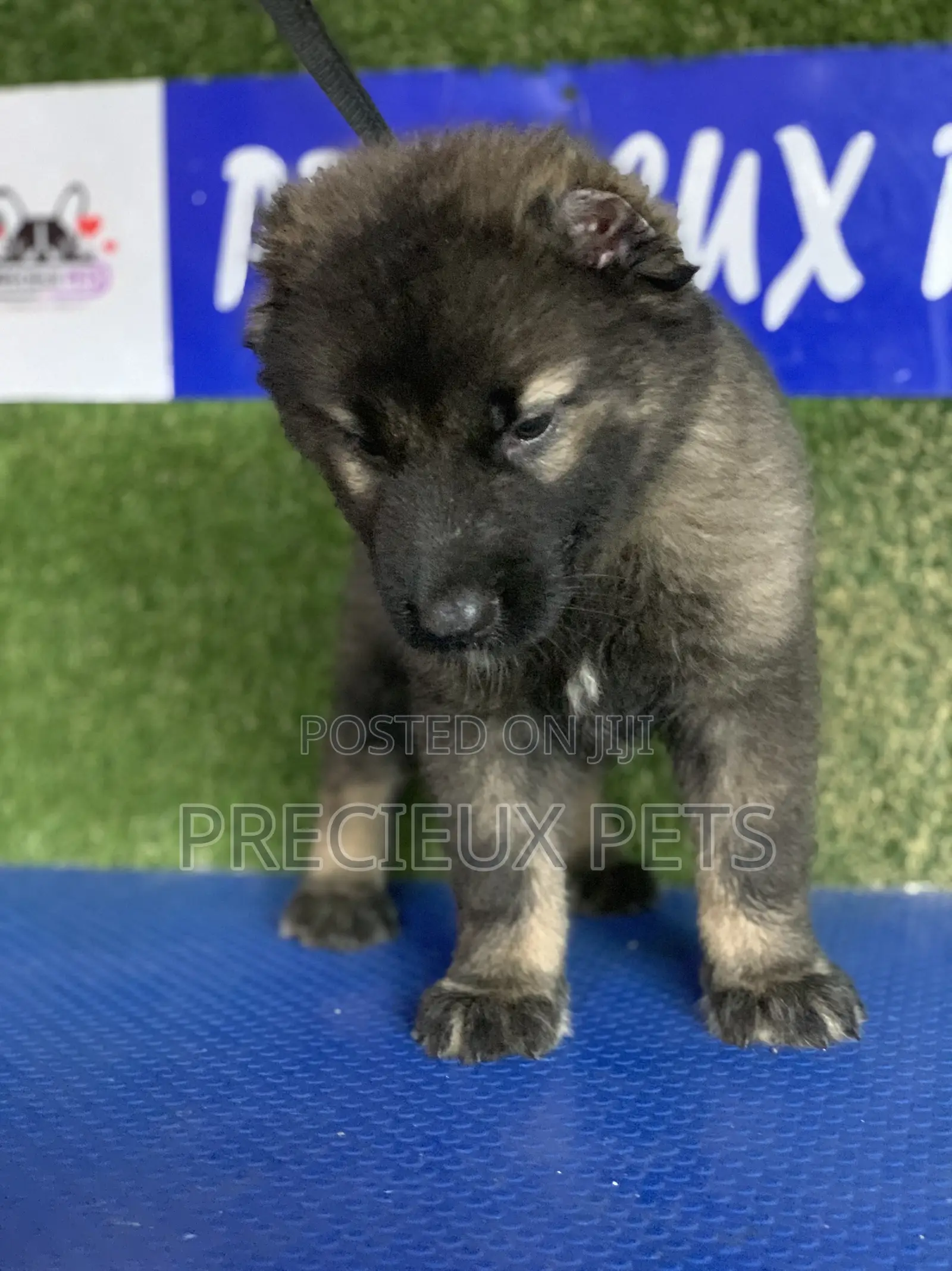1-3 months Female Purebred Caucasian Shepherd