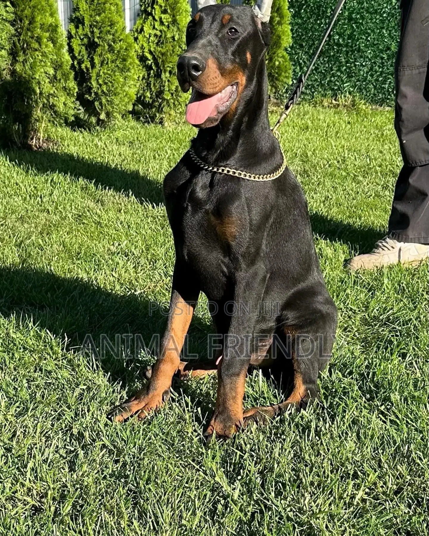 1-3 months Female Purebred Doberman Pinscher