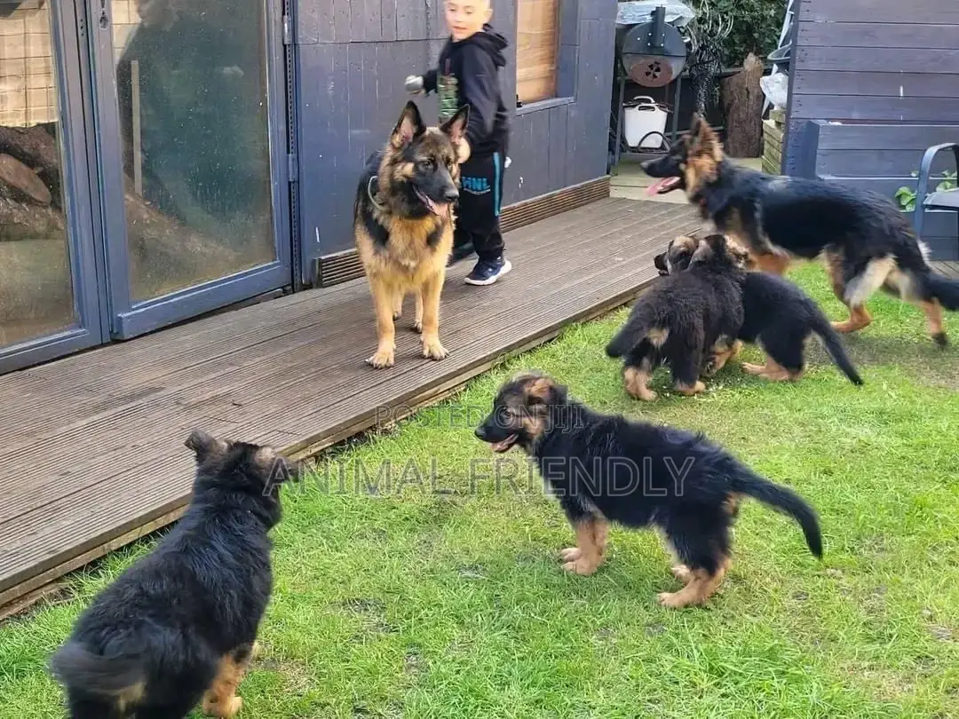 3-6 months Female Purebred German Shepherd