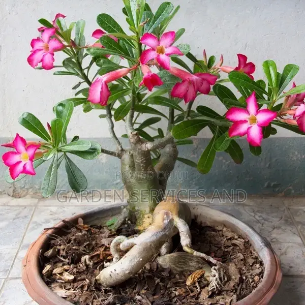 Desert Rose for Sale