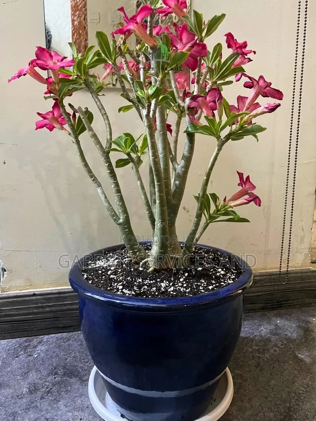 Desert Rose for Sale
